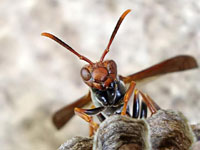 Wasp